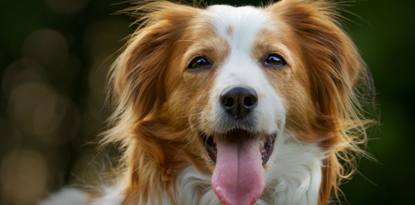 {{brizy_dc_image_alt entityId=